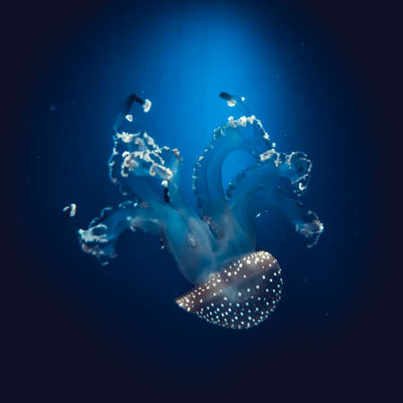 Underwater paradise. Swimming Jellyfish On Blue Backgroundの写真素材