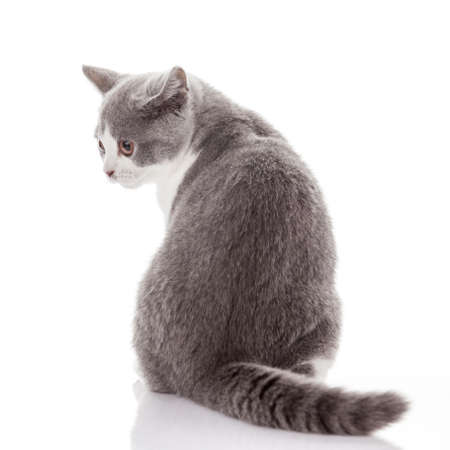 kitten on a white background. gray kittenの写真素材