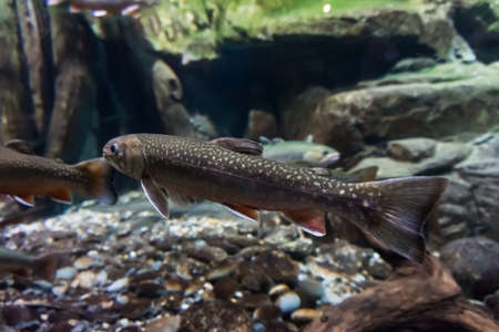 Underwater image of sea trout. Brook troutの写真素材