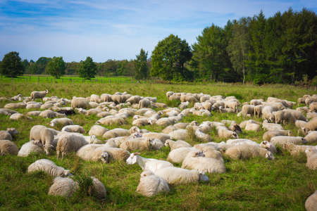sheep on the  meadow. Sheep graze in the meadow. Herd of sheepの写真素材