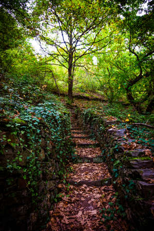 Stone stairs in green forest.  Climbing trail with stone stepsの写真素材