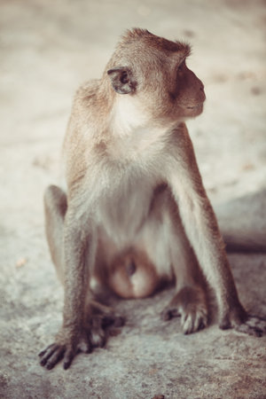 Monkey portraitの写真素材