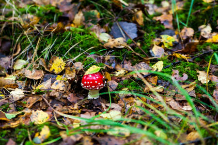 amanita muscaria. Amanita poisonous mushroom. mushroom in the grass. beautiful red and white toadstoolの写真素材