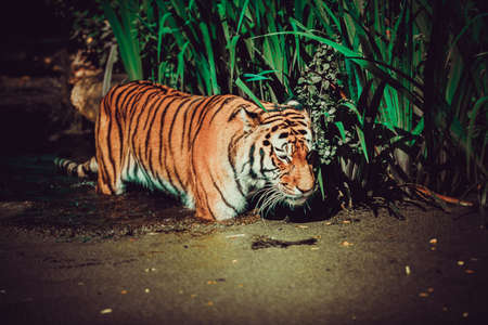 Tiger in Water.の写真素材