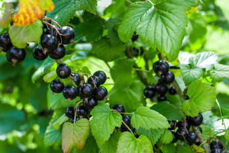 black currantの写真素材