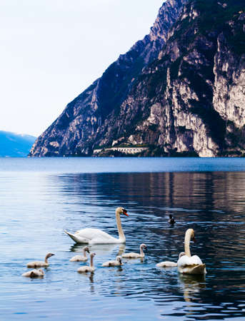 Swan with chicks. Mute swan family. Beautiful young swans in lakeの写真素材