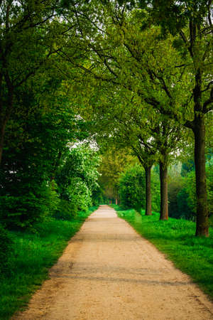 beautiful green forest.  forest park road viewの写真素材