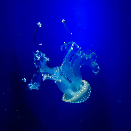 jellyfish in blue water