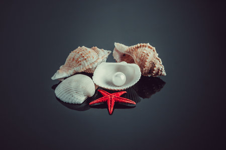 pearl on the seashell.  seashell with pearl on black backgroundの写真素材