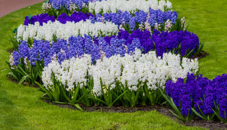 Beautiful spring flowers. hyacinths. spring garden. Colorful flowersの写真素材
