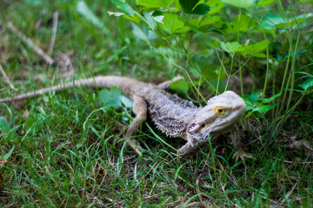 lizard close up 