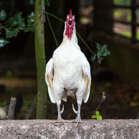white hen. White chickenの写真素材