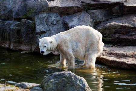 Polar Bearの写真素材