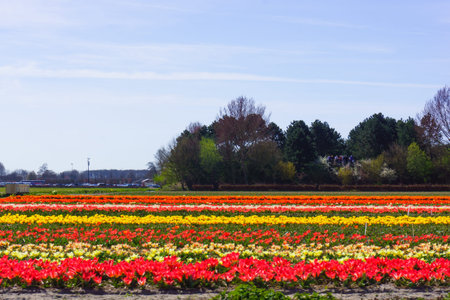 tulip flowers field.  colorful tulip farmの写真素材