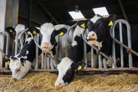 cows in a farm. Dairy cows in a farm.の写真素材