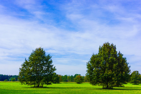 meadow with  big oak treeの写真素材