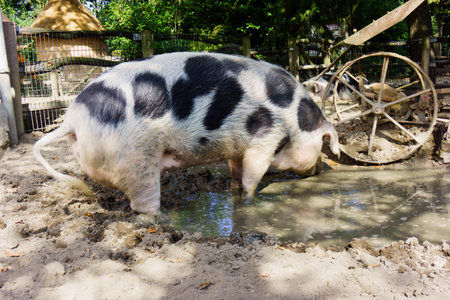 pet pig on a farm