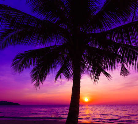 Beautiful sunset.  Sunset over the ocean with tropical palm trees.  Paradise beachの写真素材