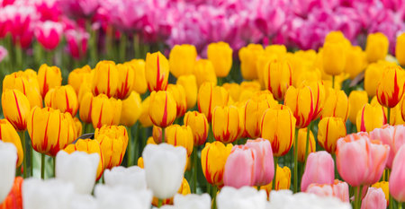 Beautiful spring flowers.  colorful tulips. Floral Background.の写真素材