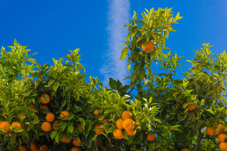 oranges hanging tree.  mandarin oranges. Juicy oranges on the tree on blue sky background.の写真素材