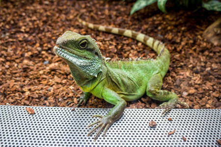 Water Dragon.  Green Water Dragon. Green lizardの写真素材