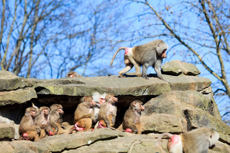 monkey family