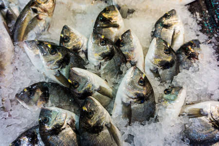 dorado fish on ice in fish market. Fresh fish at the marketの写真素材
