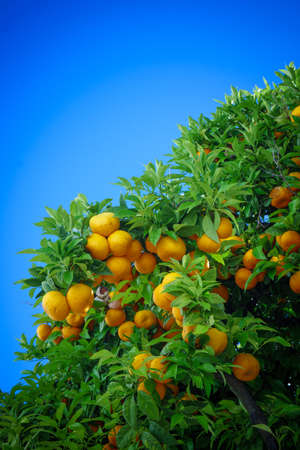 Ripe oranges. oranges on a treeの写真素材