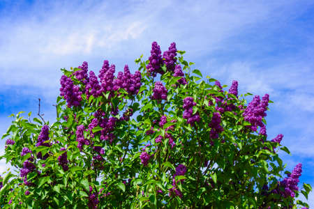 beautiful lilac flowers.  beauty bloom lilacs in the spring gardenの写真素材