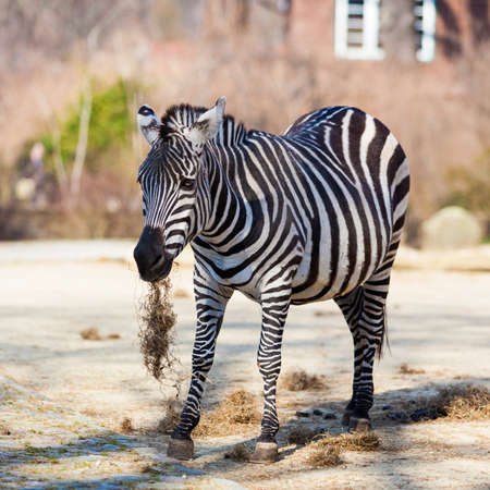 zebra in the zooの写真素材