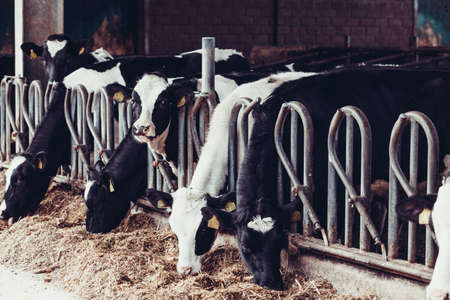 cows in a farm. Dairy cows in a farmの写真素材