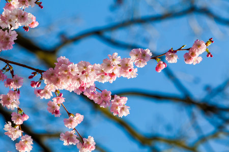 Pink Sakura flower blooming