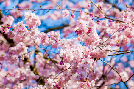 Pink Sakura flower blooming