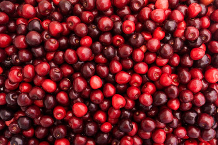 Red Cherries.  の写真素材