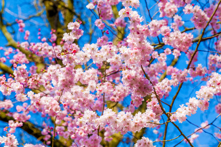 Pink Sakura flower blooming
