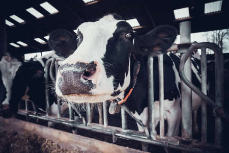 cows in a farm. Dairy cows in a farm.の写真素材