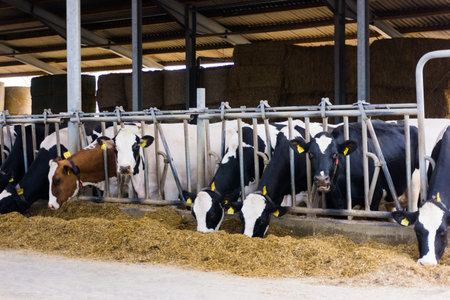 cows in a farm. Dairy cows in a farm.のeditorial素材