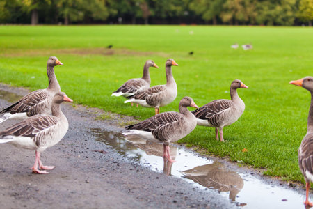 Goose. Wild goose
