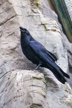 Black Crow. Raven Portraitの写真素材