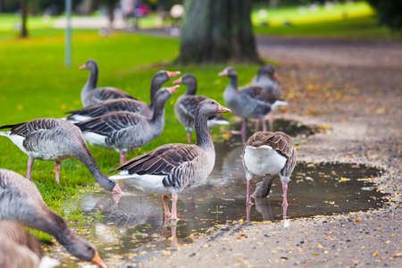 Goose. Wild gooseの写真素材