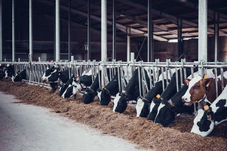 cows in a farm. Dairy cows in a farm.のeditorial素材