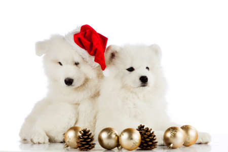 Christmas puppiesの写真素材