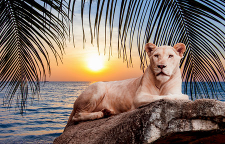 White Lionの写真素材