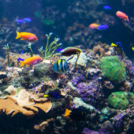 underwater background.  Underwater photoの写真素材