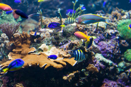 underwater background.  Underwater photoの写真素材