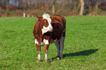 dairy cow.  Cow grazing on a green meadow.の写真素材
