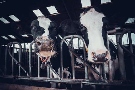 cows in the hangar. Cows on Farmの写真素材