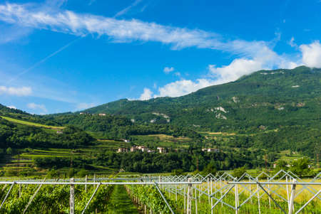 Panorama of vineyards.  view of grape plantation.  Vineyards landscapeの写真素材
