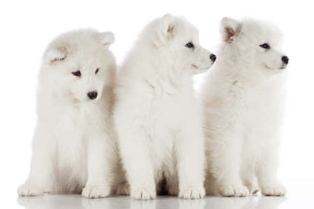three samoyed puppies isolated on the white background. funny puppies of Samoyed dogの写真素材