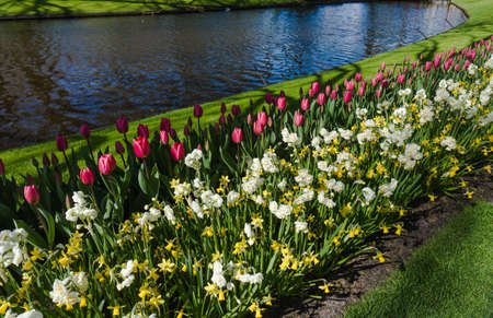 Keukenhof garden, Netherlandsの写真素材